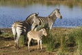 BurchellÃ¢â¬â¢s zebra in the riverbank in Kruger National park